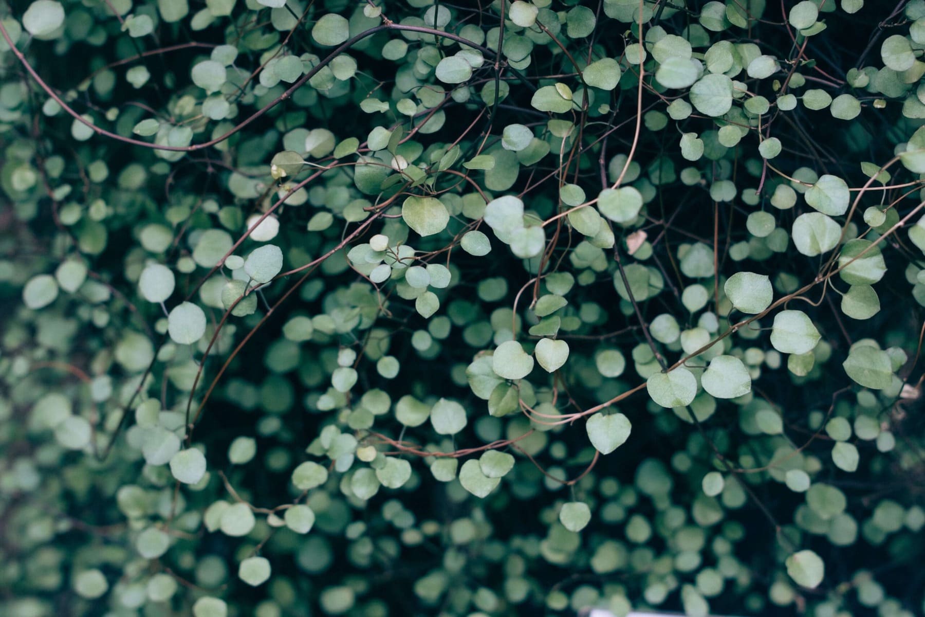 What is Mindful Self-Compassion?