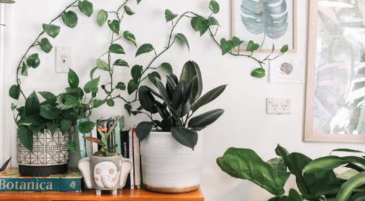 houseplants on shelf