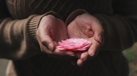 image of hands holding a pink flower